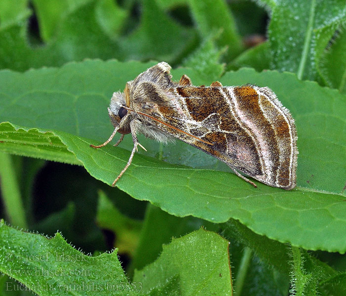 Euchalcia variabilis Эухальция разноцветная