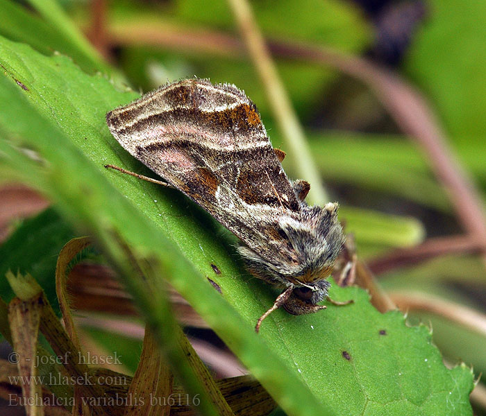 Euchalcia variabilis Sisakvirág ezüstbagoly