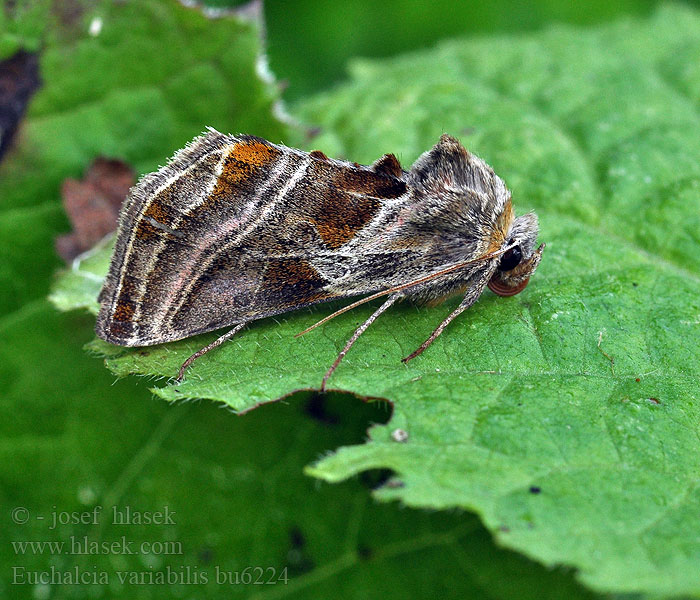 Euchalcia variabilis Евхальція різнобарвна