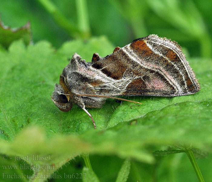 Kovolesklec horský Euchalcia variabilis