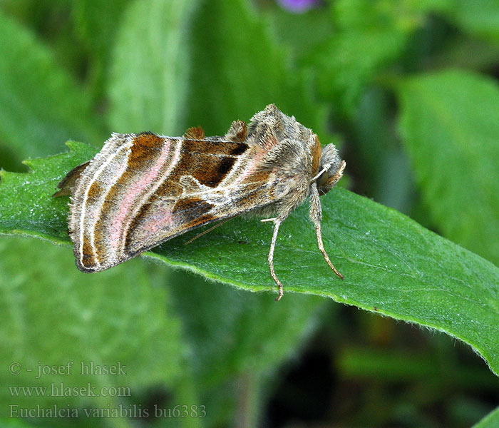 Mora páskatá Euchalcia variabilis