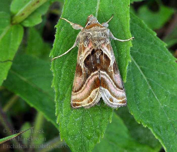 Plusie illustrer Euchalcia variabilis