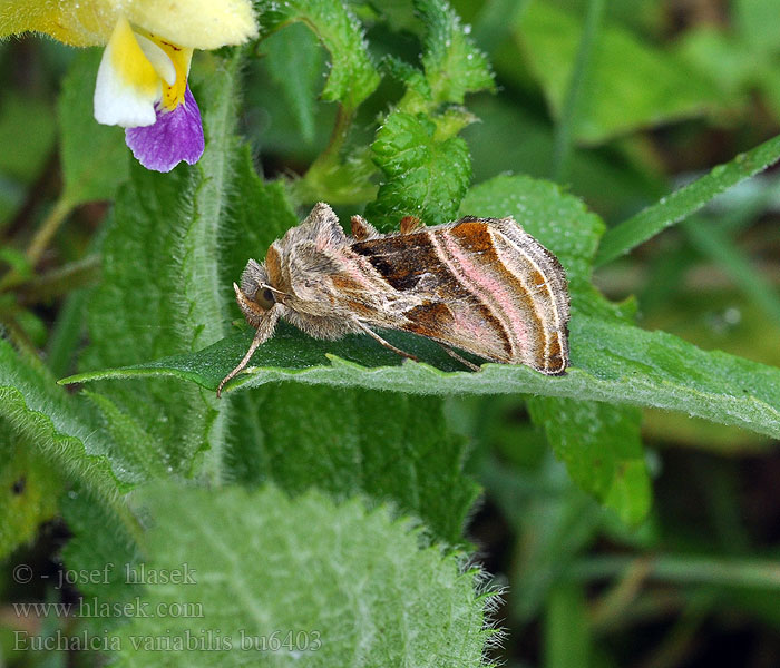 Эухальция разноцветная Euchalcia variabilis