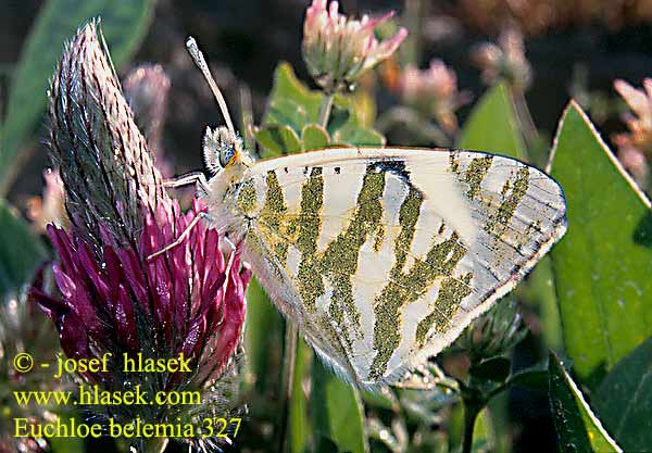 Euchloe belemia