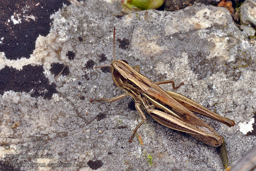 Saranče páskovaná Euchorthippus declivus Franse prairiesprinkhaan