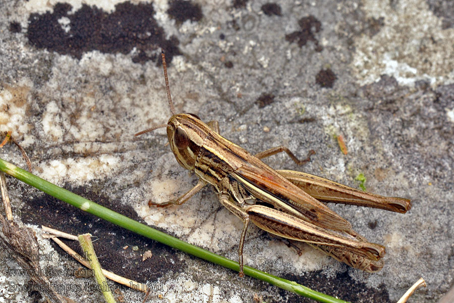 Euchorthippus declivus Saranče páskovaná Franse prairiesprinkhaan