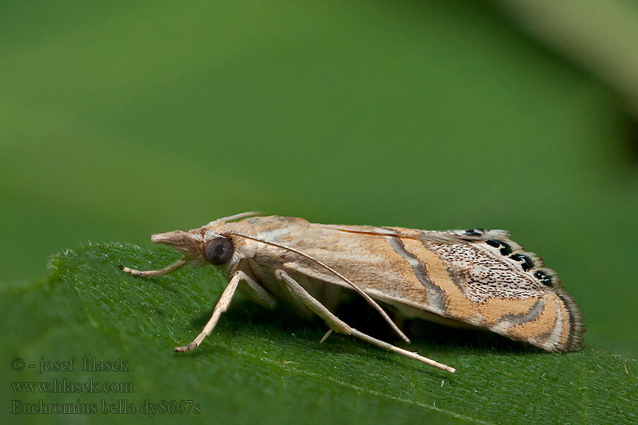 Euchromius bella