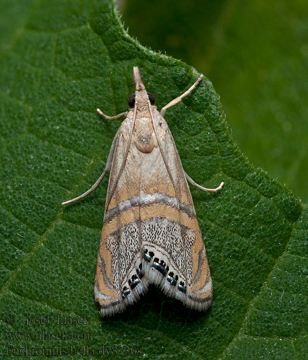 Euchromius bella