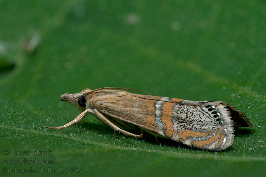 Euchromius bella