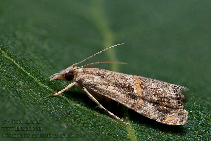 Euchromius cambridgei