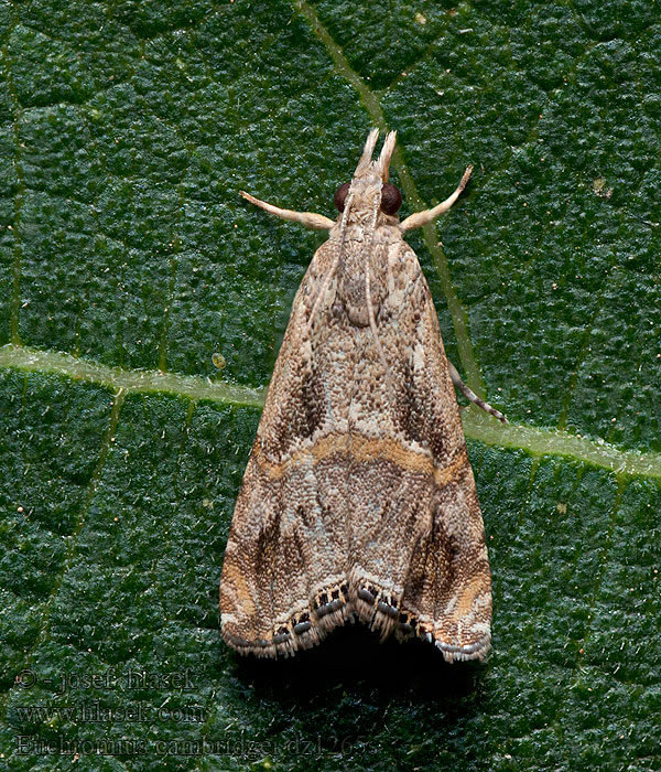 Euchromius cambridgei