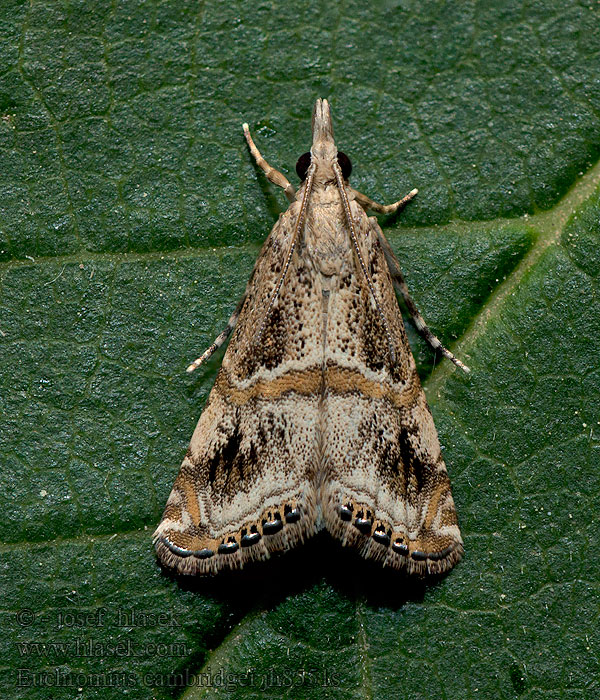 Euchromius cambridgei