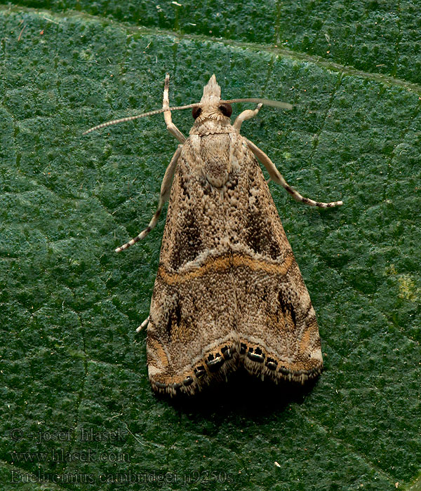 Euchromius cambridgei