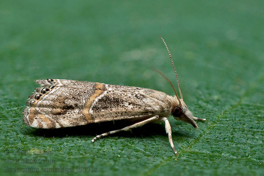 Euchromius cambridgei