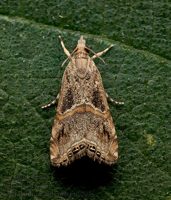 Euchromius cambridgei