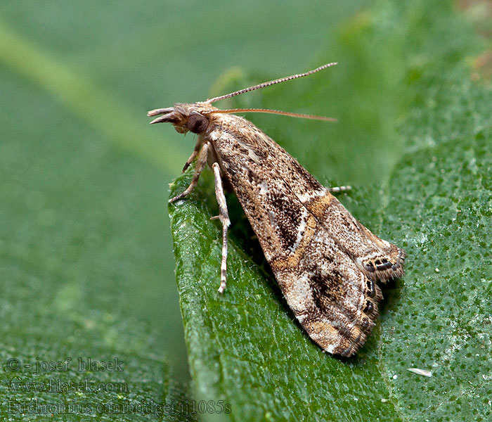 Euchromius cambridgei