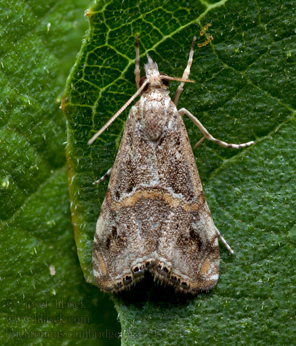 Euchromius cambridgei