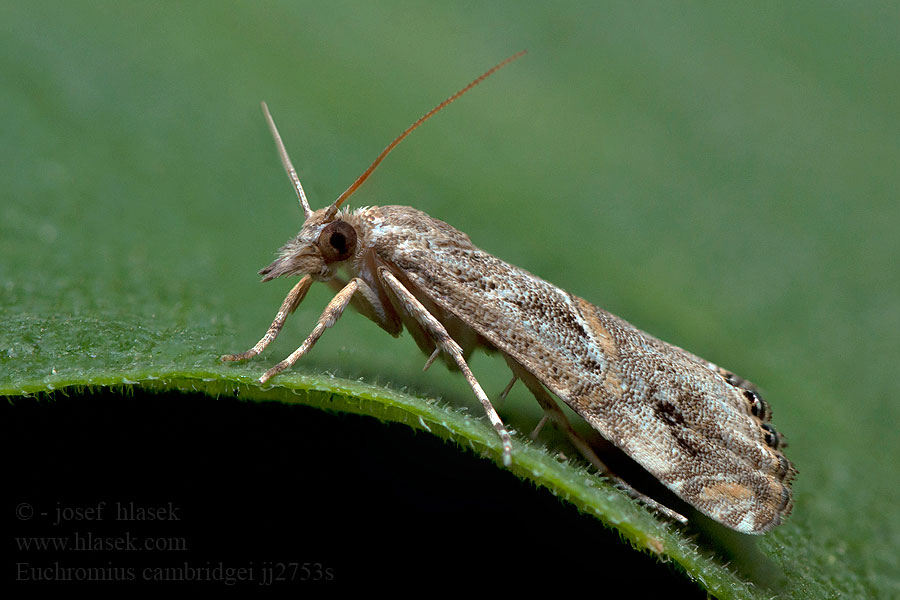 Euchromius cambridgei