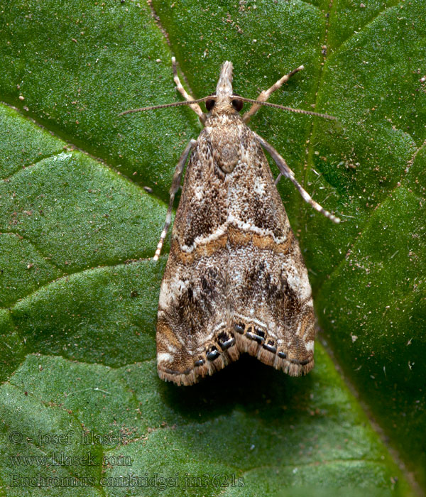 Euchromius cambridgei