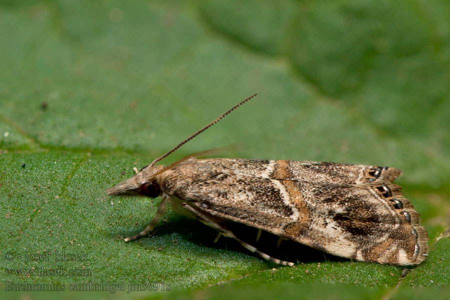 Euchromius cambridgei