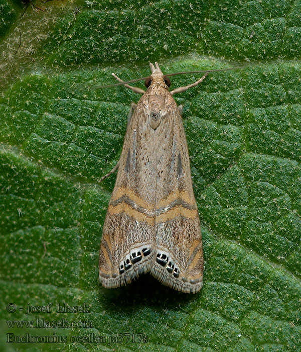 Euchromius ocellea Necklace Veneer Trávovec očkatý