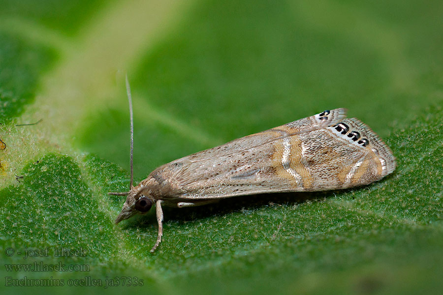 Euchromius ocellea Tandjesmot Ezüstcsíkos mozaikmoly