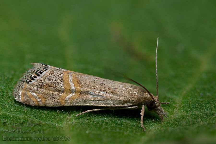 Euchromius ocellea Immigrantgräsmott