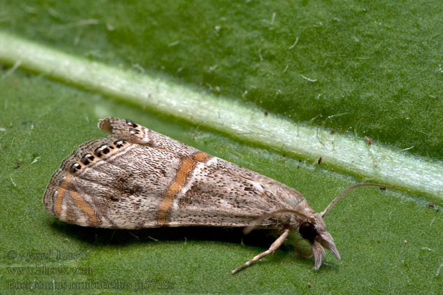 Euchromius ramburiellus