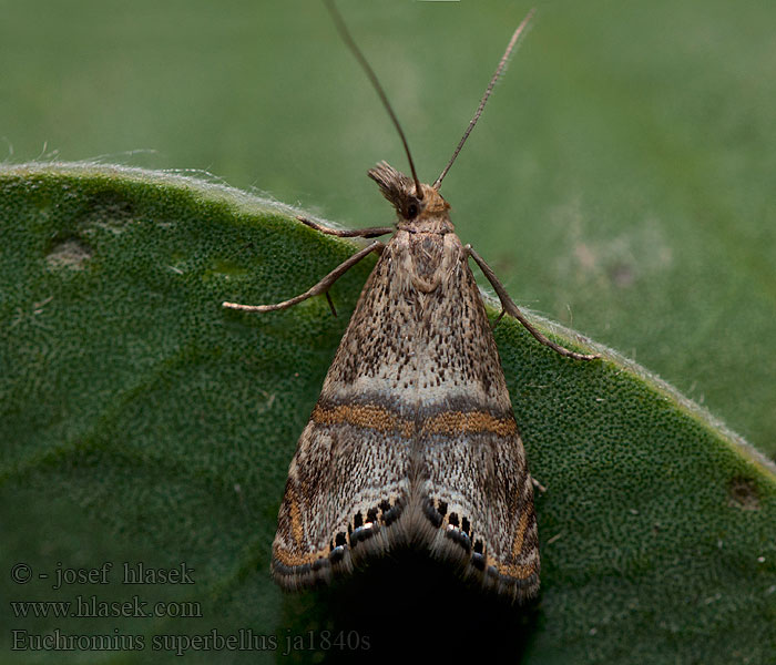 Euchromius superbellus 