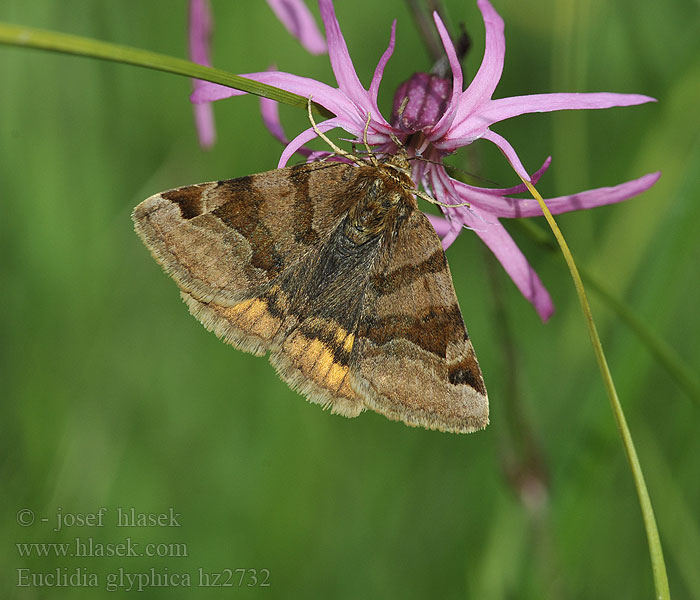 Burnet Companion Euclidia glyphica