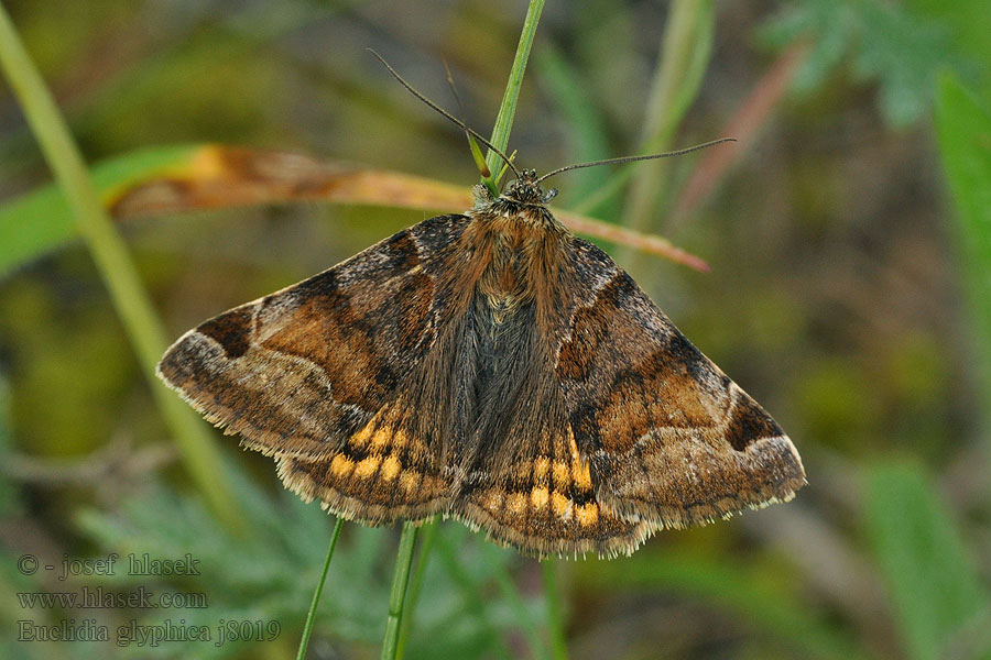 Euclidia glyphica