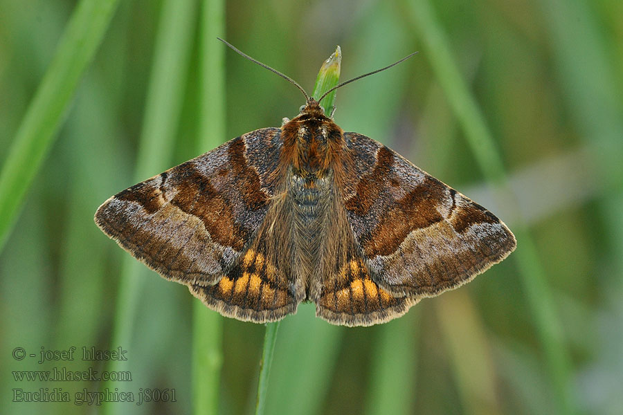 Euclidia glyphica