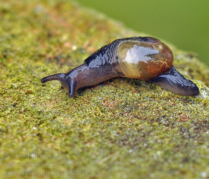 Slimáčnice průhledná Ohrförmige Glasschnecke Oorvormige glasslak Przeźrotka uszkowata Eucobresia diaphana