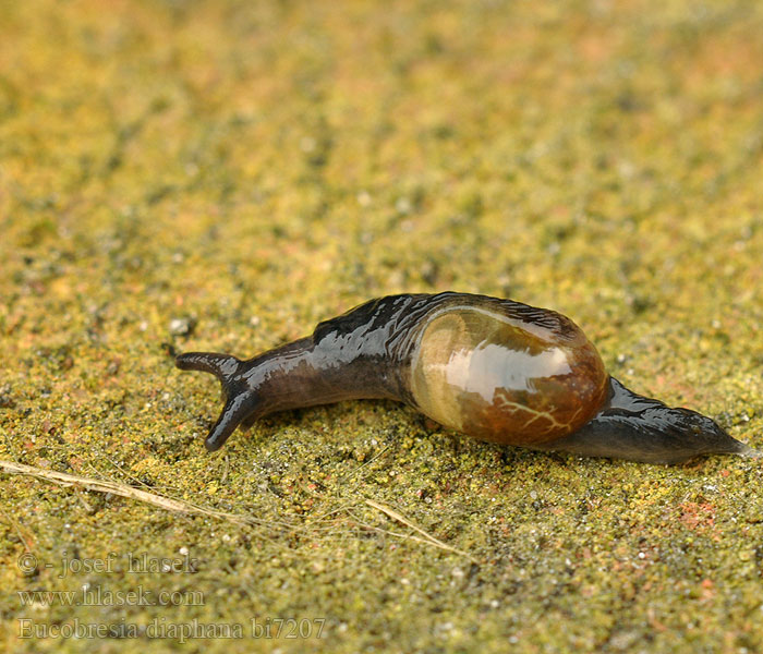 Ohrförmige Glasschnecke Oorvormige glasslak Przeźrotka uszkowata Eucobresia diaphana Slimáčnice průhledná