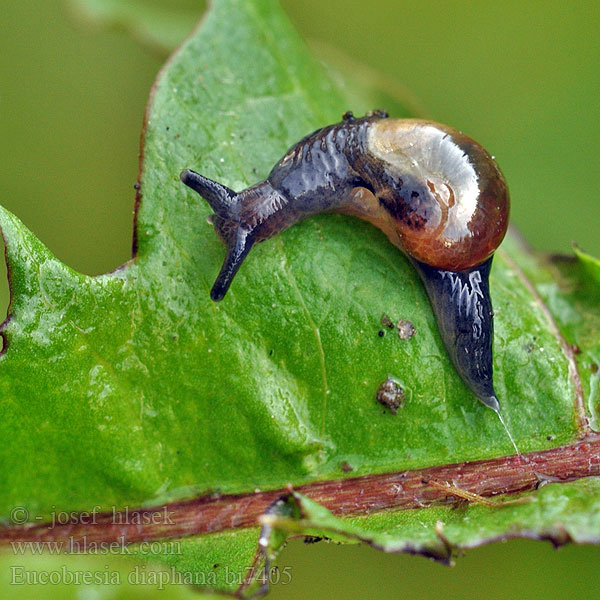 Slimáčnice průhledná Przeźrotka uszkowata Eucobresia diaphana Oorvormige glasslak Ohrförmige Glasschnecke