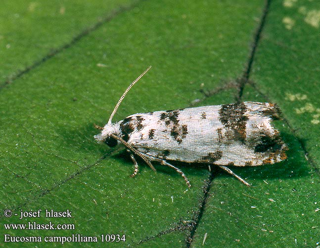 Eucosma campoliliana