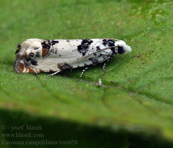 Eucosma campoliliana Marbled Bell