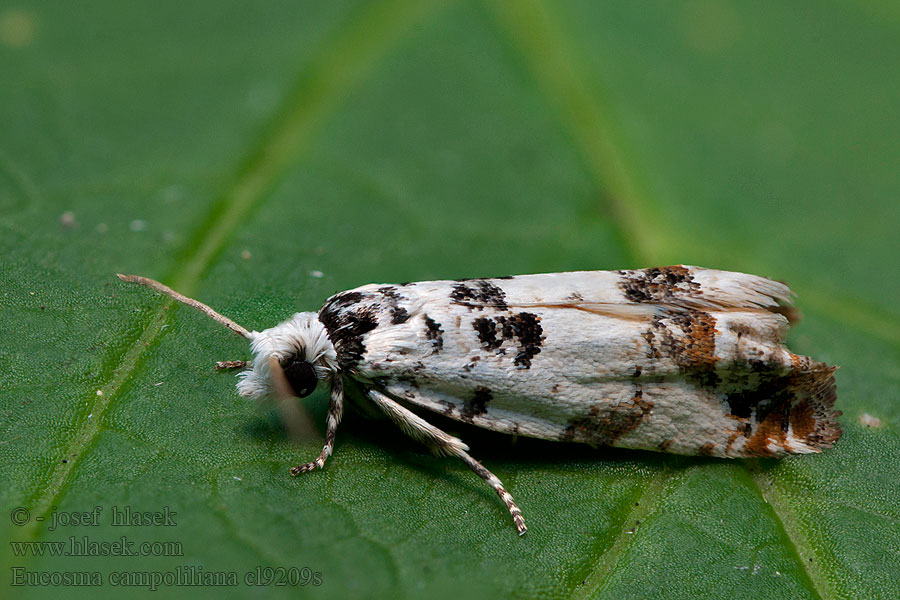 Eucosma campoliliana
