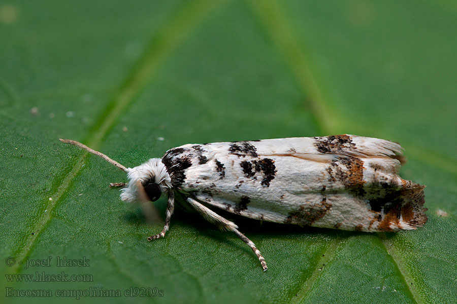 Eucosma campoliliana