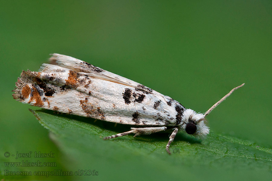 Eucosma campoliliana