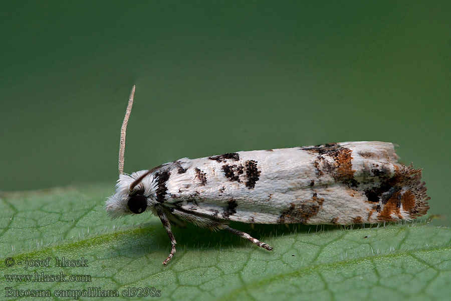 Eucosma campoliliana