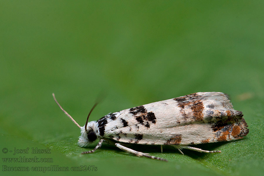 Eucosma campoliliana