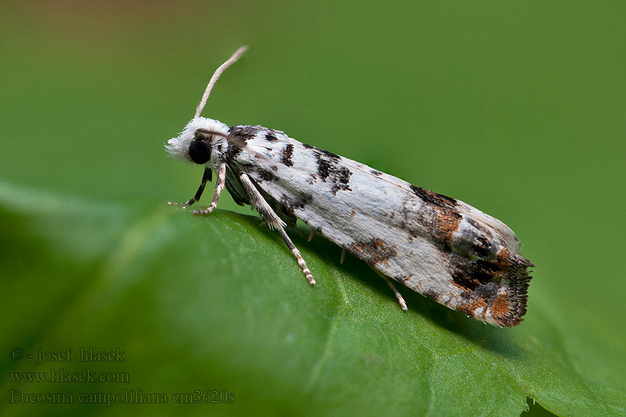 Eucosma campoliliana