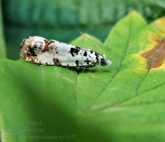 Eucosma campoliliana Landøydaengvikler