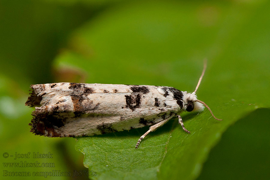 Eucosma campoliliana