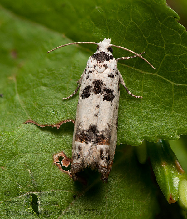 Eucosma campoliliana