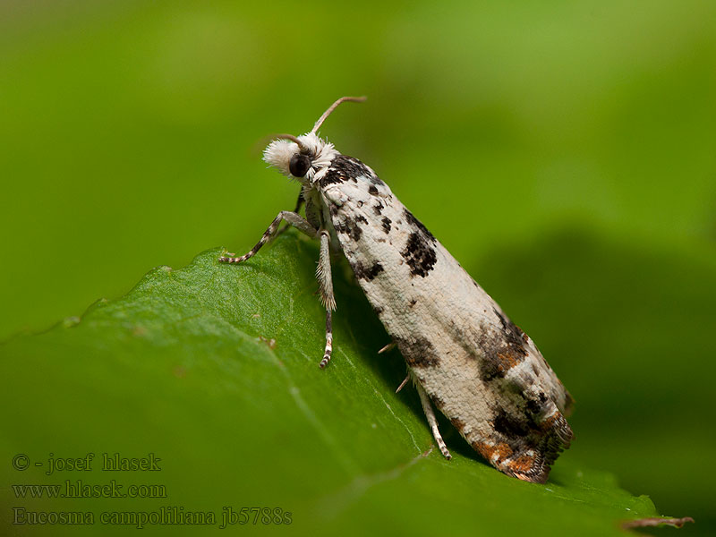 Eucosma campoliliana