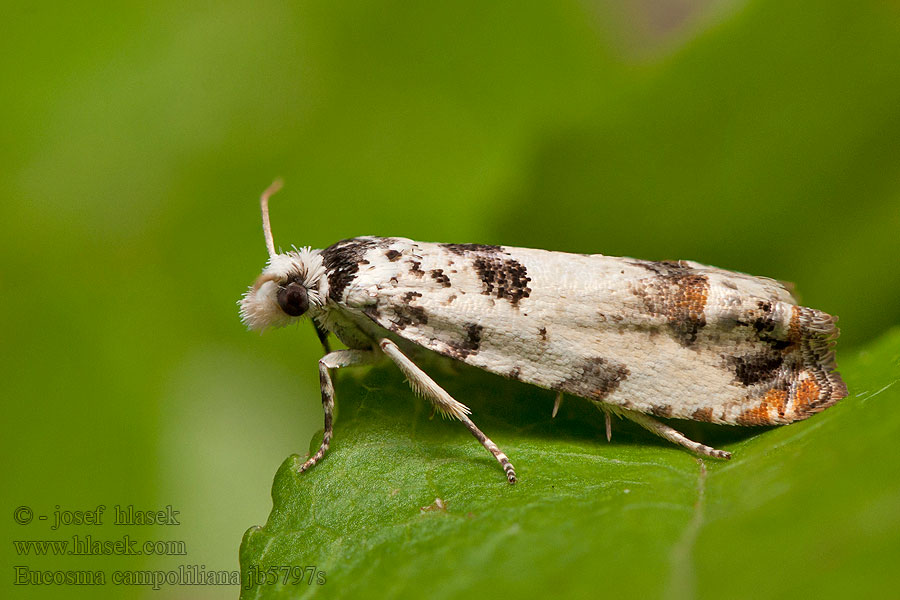 Eucosma campoliliana