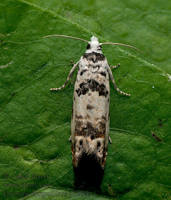 Eucosma campoliliana