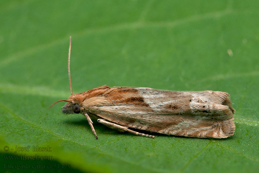 Eucosma cana